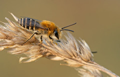 Colletes halophilus