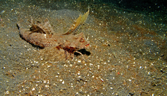 Dactylopus dactylopus