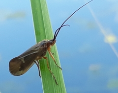 Anabolia