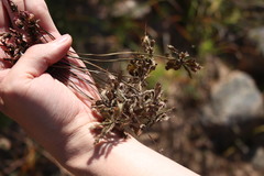 Drosera pauciflora