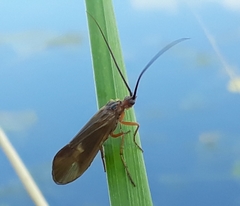 Anabolia
