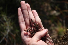 Drosera pauciflora