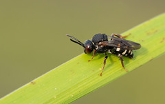 Epeolus tarsalis
