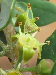 Rhoicissus tridentata tridentata