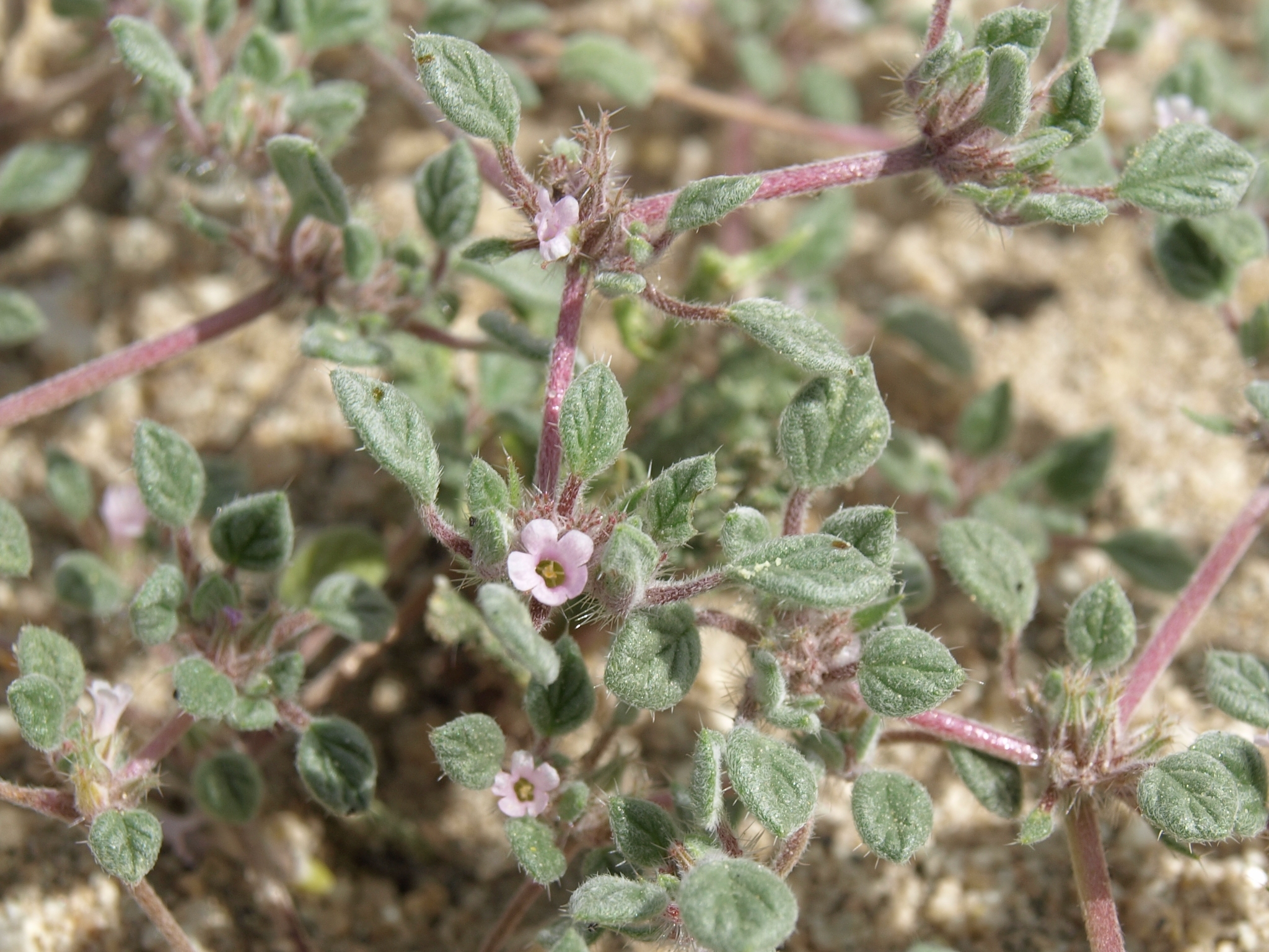Tiquilia nuttallii