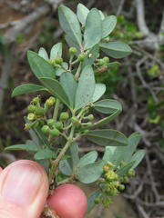 Rhoicissus tridentata tridentata