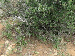 Rhoicissus tridentata tridentata