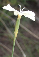 Dianthus albens