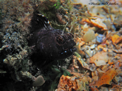 Emblemaria pandionis