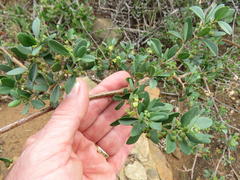 Rhoicissus tridentata tridentata