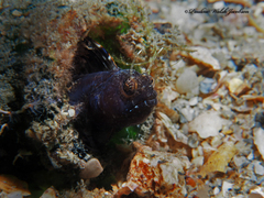 Emblemaria pandionis