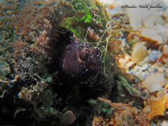 Emblemaria pandionis