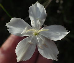 Dianthus albens