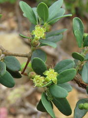 Rhoicissus tridentata tridentata