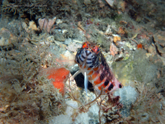 Serranus baldwini