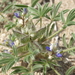 Lupinus pusillus intermontanus - Photo (c) Jim Morefield，保留部份權利CC BY