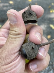 Callirhytis glandulus