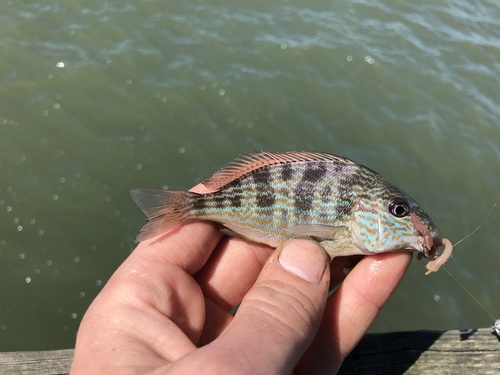 Pigfish (Orthopristis chrysoptera) — Haemulidae — 2