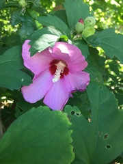 Hibiscus syriacus