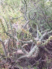 Cylindropuntia thurberi
