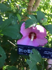 Hibiscus syriacus