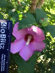 Hibiscus syriacus