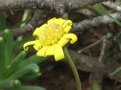 Crassothonna cacalioides