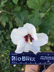 Hibiscus syriacus