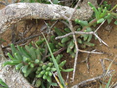 Crassothonna cacalioides