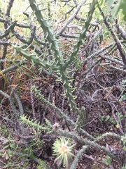 Cylindropuntia thurberi