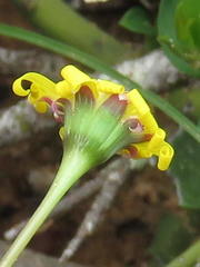 Crassothonna cacalioides