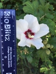 Hibiscus syriacus