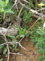 Crassothonna cacalioides