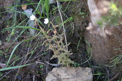 Drosera liniflora