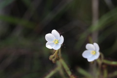 Drosera liniflora