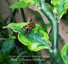 Palpada mexicana