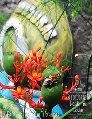 Palpada mexicana