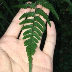 Athyrium arisanense