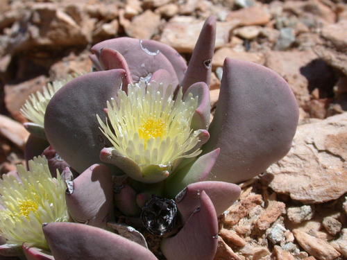 Ruschianthus falcatus image