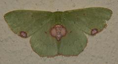 Lophorrhachia rubricorpus