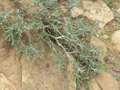 Pachypodium