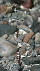 Sairocarpus kingii