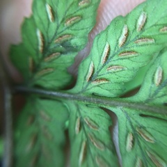 Athyrium arisanense