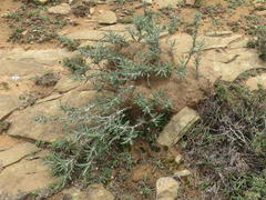 Pachypodium