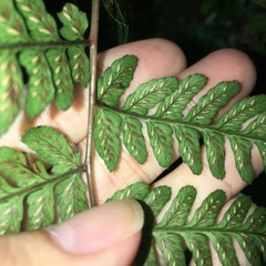 Athyrium arisanense