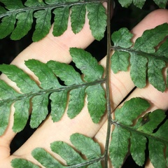 Athyrium arisanense