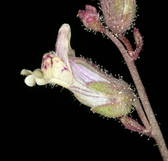 Sairocarpus kingii
