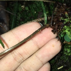 Athyrium arisanense