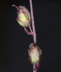 Sairocarpus kingii
