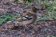 Fringilla coelebs
